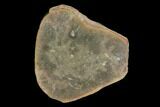 Fossil Hydroid (Drevotella) Pos/Neg - Illinois #120718-2